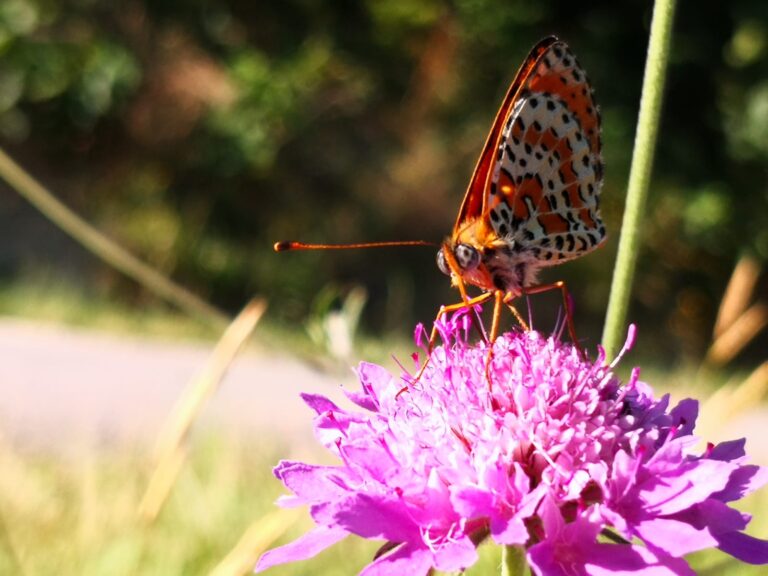 batterly_flower_pollen